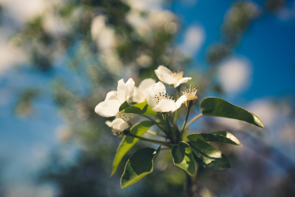 Etangs de Lachaussée
