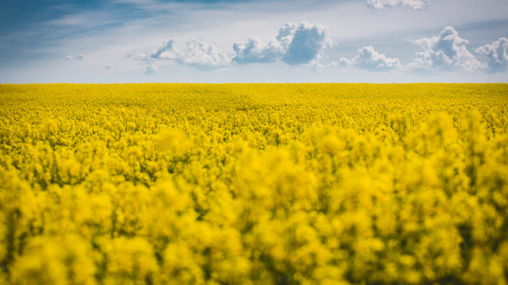 Etangs de Lachaussée