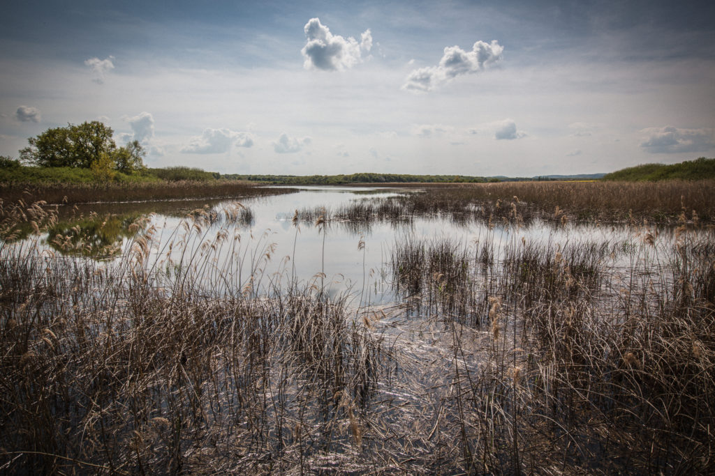 Etangs de Lachaussée